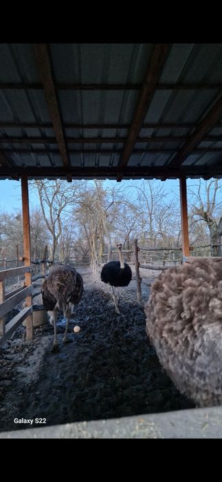 Vând familii de struti