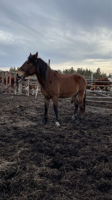 Продам жеребца