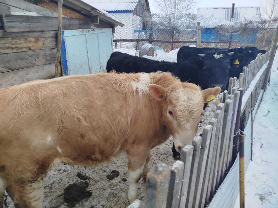 Быки после откорма