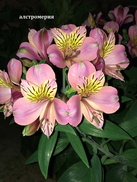 Луковици и грудки на цветя