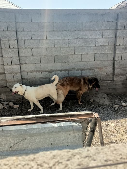 Кавказская овчарка