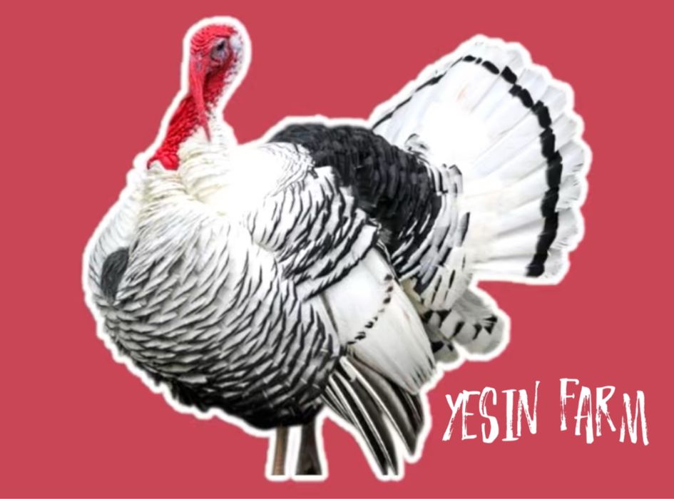 Инкубационные яйца северо кавказских индюков от крепких родителей