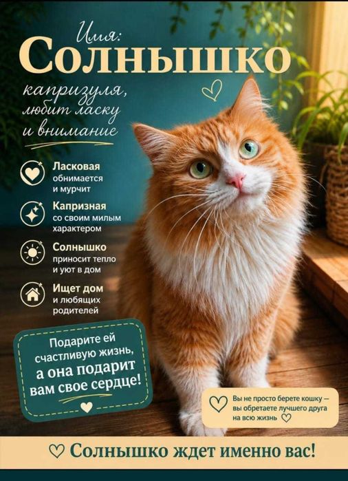 Котята бесплатно