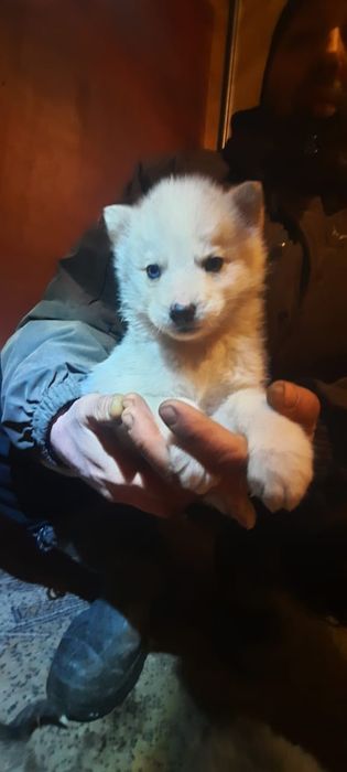 Продам щенков  хаски