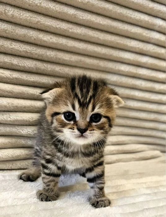 Шикарные котята 1.5 мес мальчики и девочки