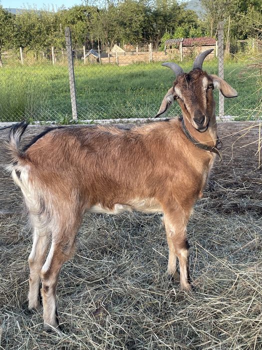 Vând 3 capre alpină franceză
