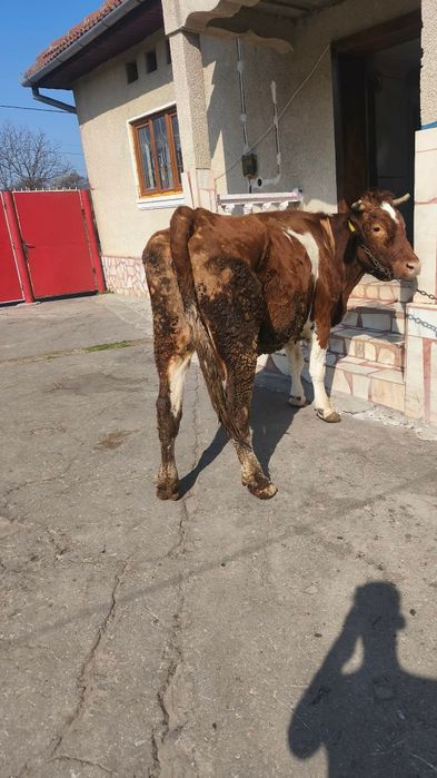 Vând două vacii pentru detalii la numărul de telefon