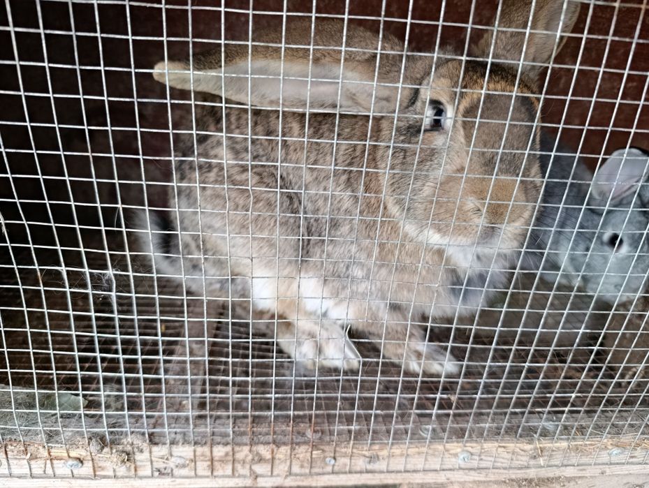 Продаются кролики самка 1 год 290.000 сум самец 7 месяцев 110.000 сум