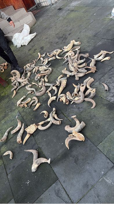 Vand coarne decorstive mostenite bunici pt traditii sau alte spectacol