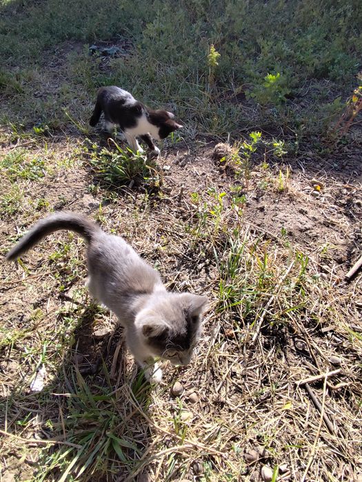Котята от крысыловки.