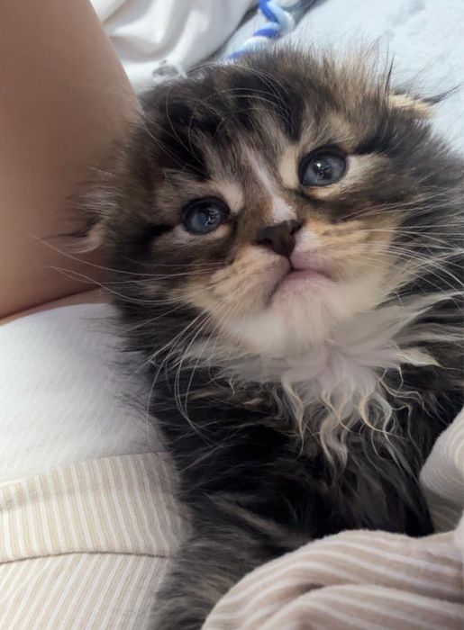 Вислоушка шотландец