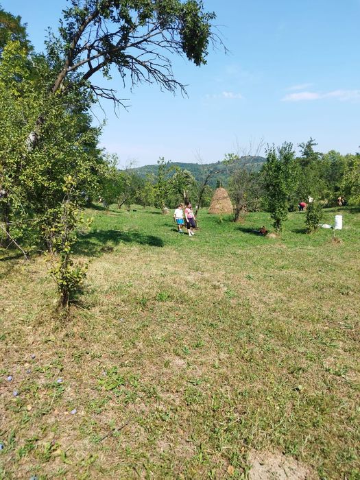 Servicii de tuns și cosit iarba