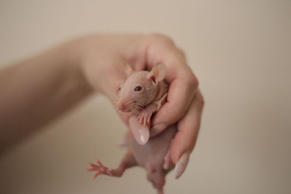 Малышь сфинкс мальчик крыс