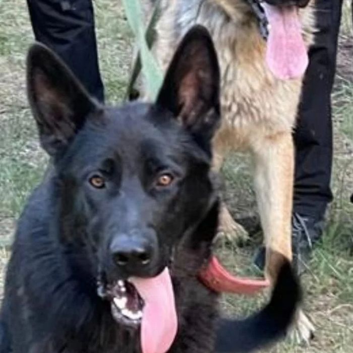 Щенки немецкой овчарки.