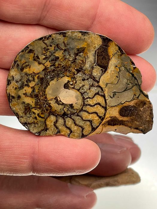 Фосил голям полиран Гониатит (63 мм) с контрастни шарки