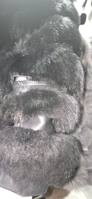 Blana vulpe polara carolina