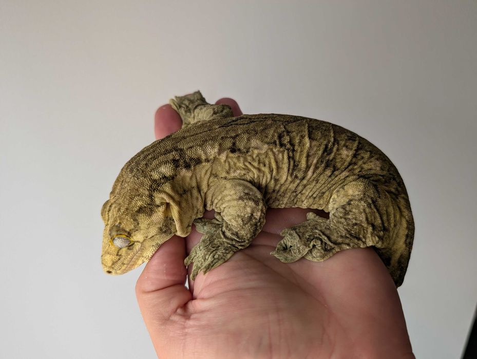 Leachianus gecko (Rhacodactylus leachianus, giant gecko)