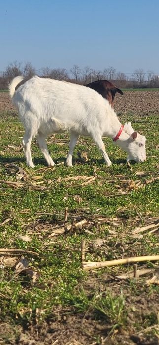 Capră saanen  tânără