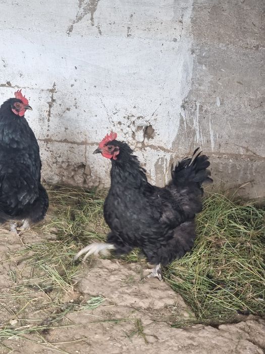 Тауық шымкент 5000₸