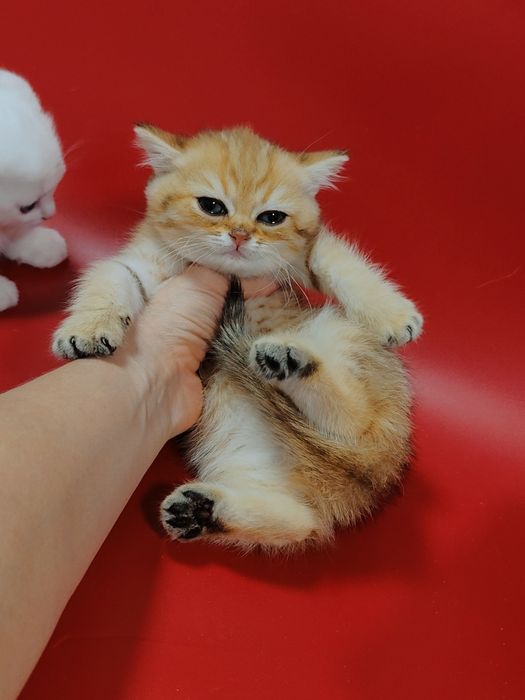 Котята Шиншиллы Бикалоры