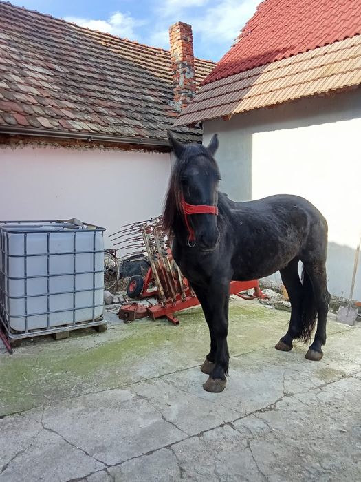 Vând o iapa la alegere