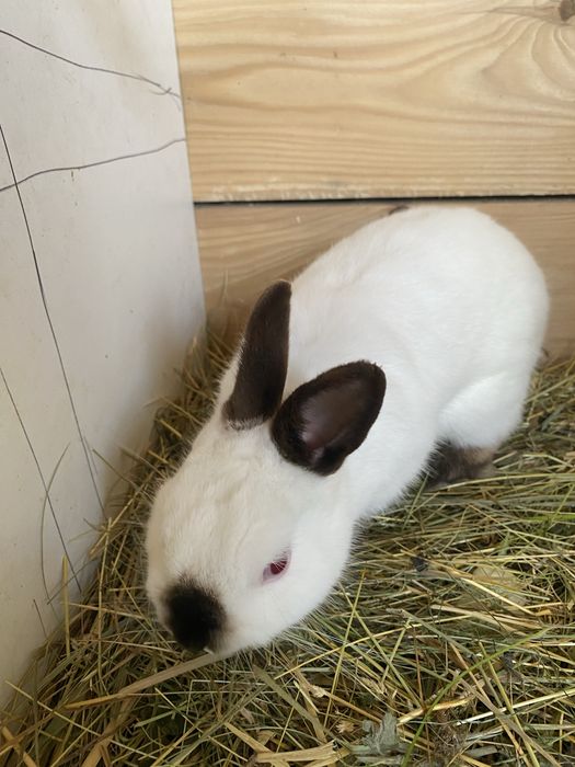 Iepure REX PITIC mascul, cu varsta de peste 8 luni