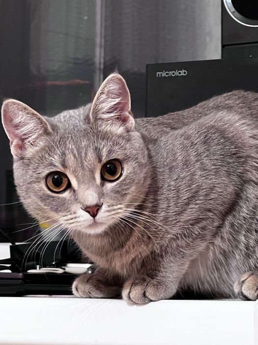 Отдам даром в добрые руки