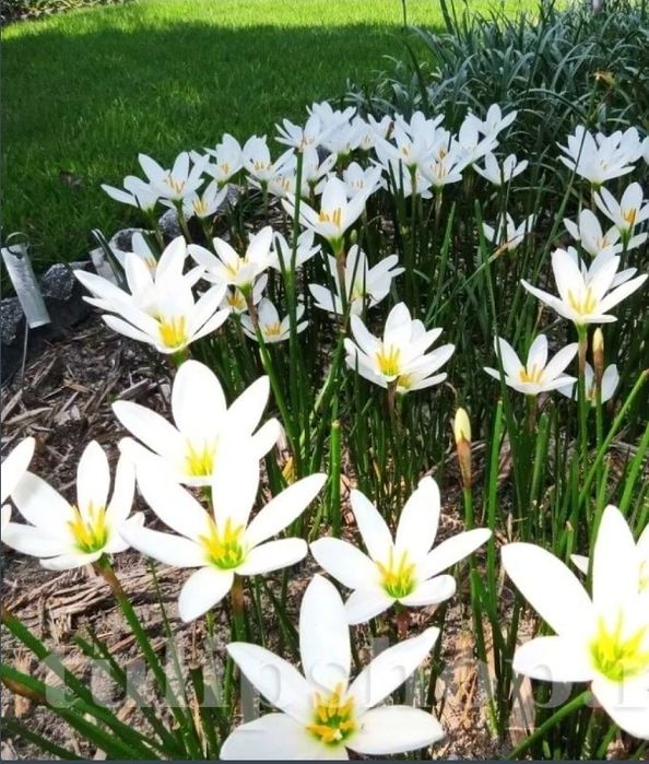 Vand Bulbi de narcisa și bulbi zefirantes alb