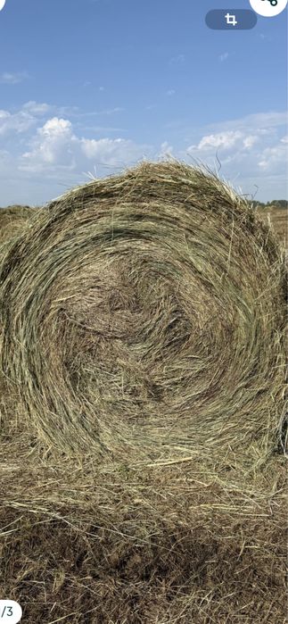 Продам горох кормовой