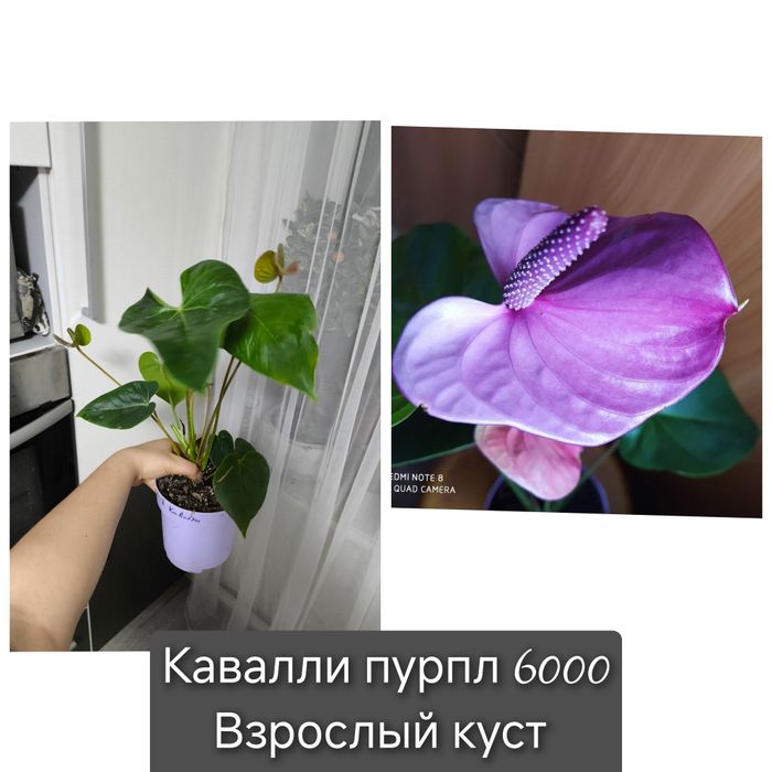 Мужское счастье антуриум сортовые