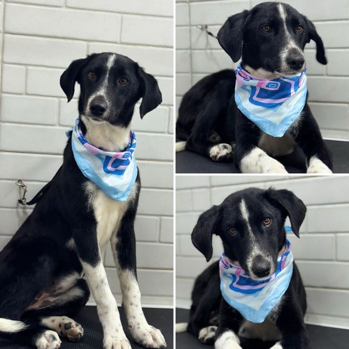 Ищем любящих хозяев для собаки!