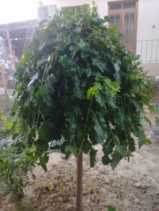 4 та Шо тут гарантия