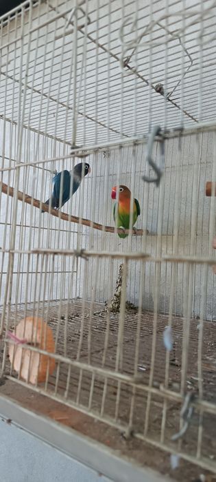 Продаются неразлучник