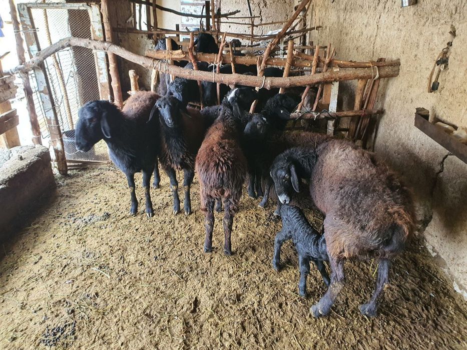 Quchqor quylar sotiladi