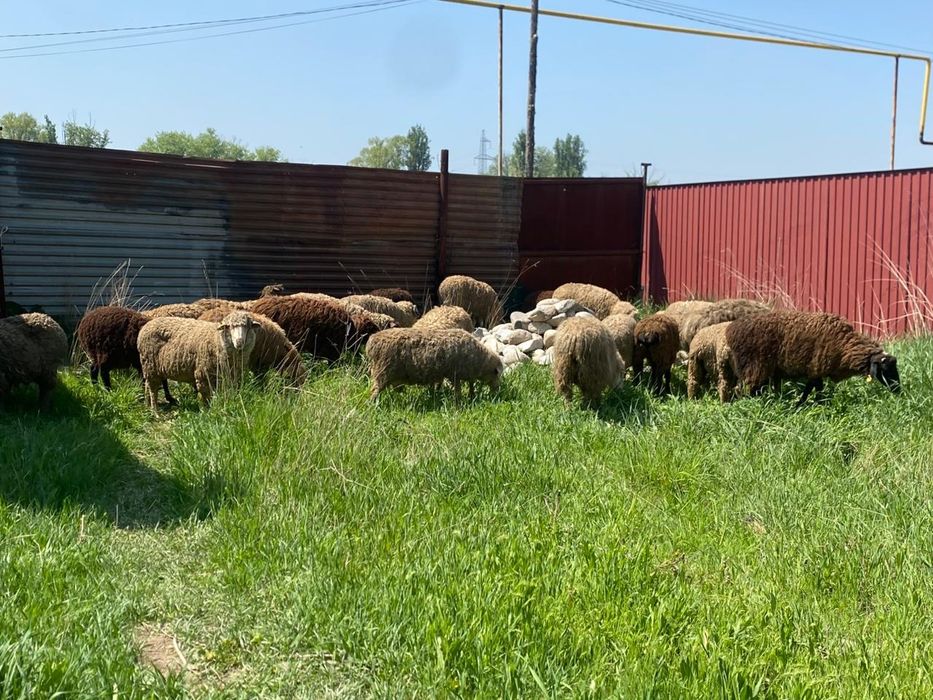 Тоқтылар сатылады