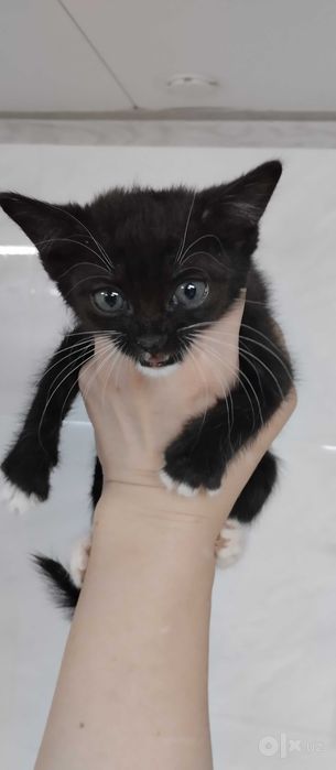 Котята 1,5 месяца в лучшую семью