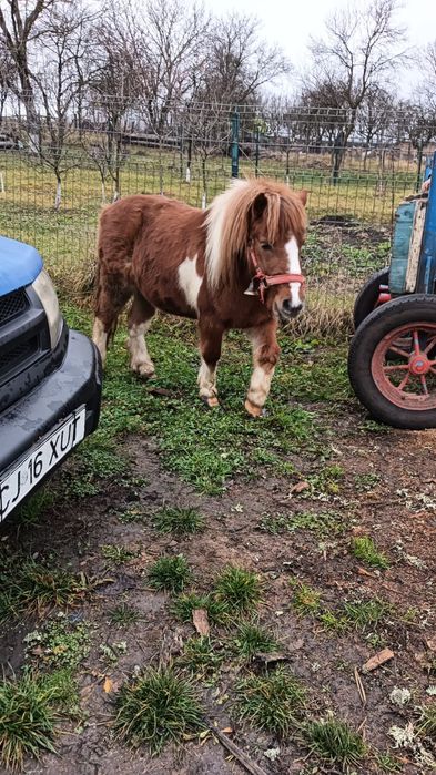 Vând ponei de 5 ani