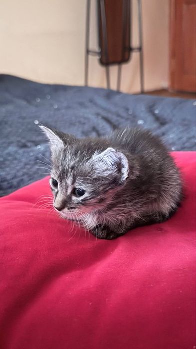 Котята, мальчик и девочка (6 недель)