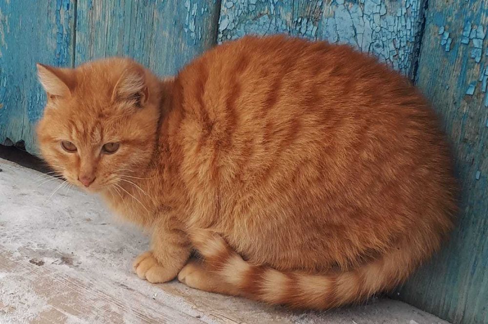 Отдам  в хорошие руки