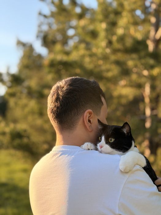 Отдадим кота бесплатно