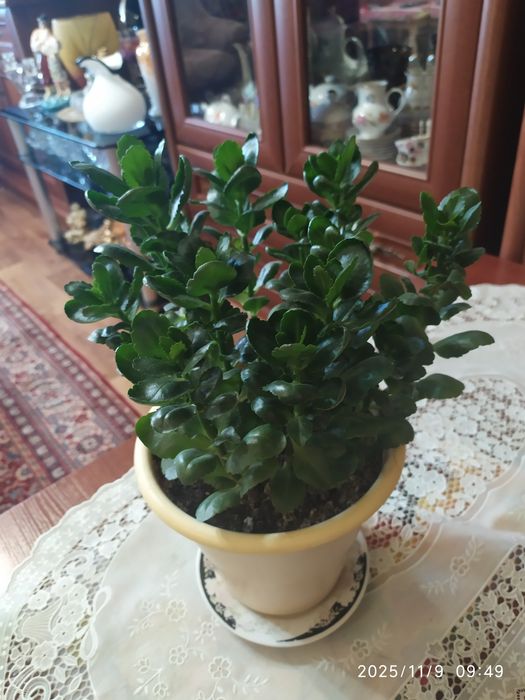 . Каланхоэ.   Очень красивые листья и цветы.