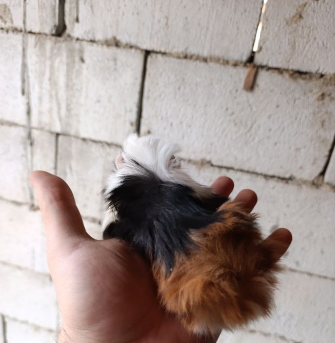 Продаются морские свинки