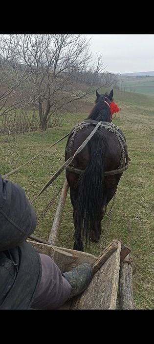 Vând iapa semigrea