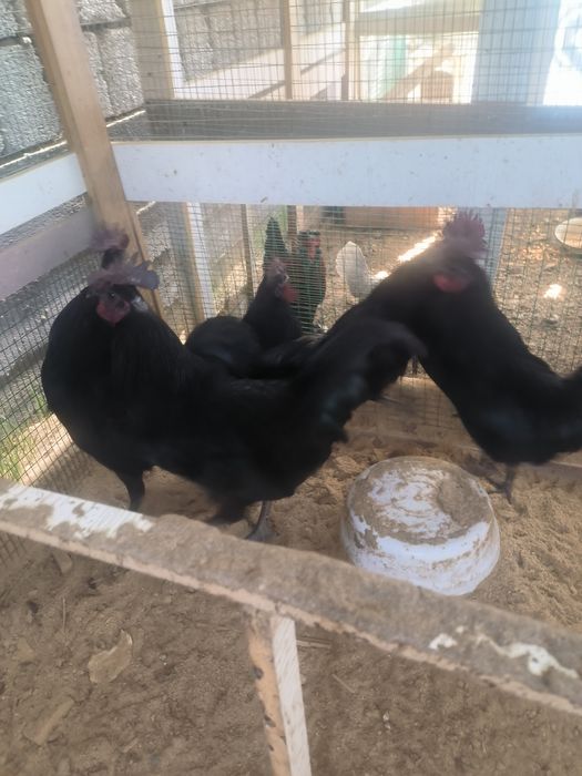 Ухаюль. Хорозлари