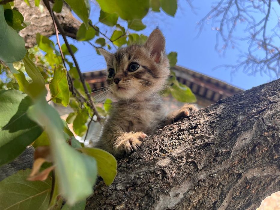 Котята в добрые руки!
