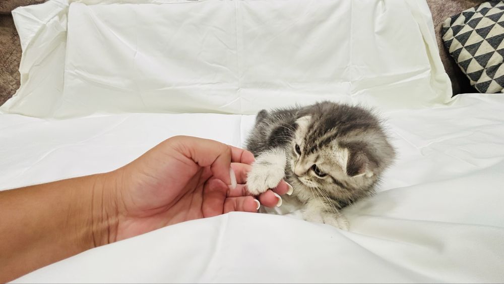 Продам прекрасных котят