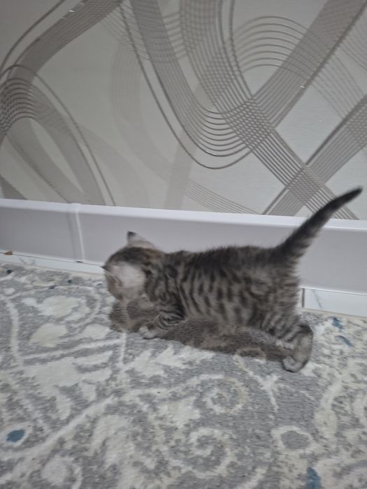 Продам британских котят