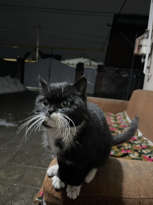 Кошка 6 мес ласковая