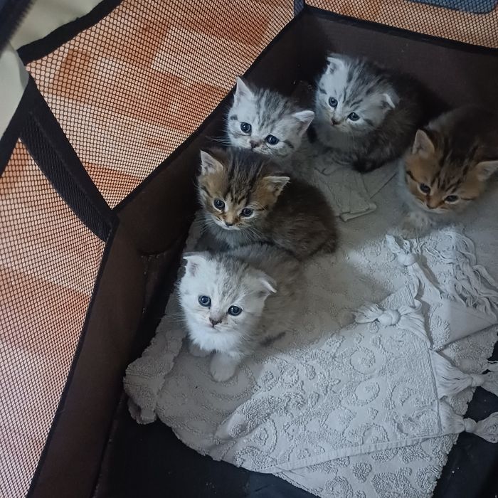 котята шотландские