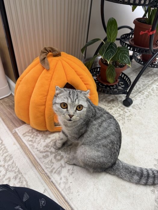Шотландық вислуха